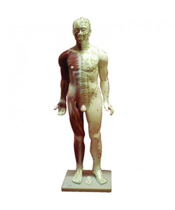 Cuerpo Humano Masculino. (Fibra 84 Cm.)