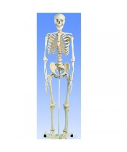 Esqueleto Estándar (170 Cm.)