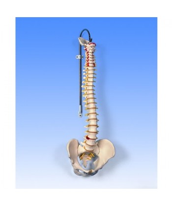 Columna Vertebral (74 Cm.)