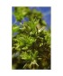 SCHLERANTHUS - ESENCIA FLORAL BACH/KORTE 15 ml.