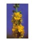 AGRIMONY - ESENCIA FLORAL BACH/KORTE 15 ml.