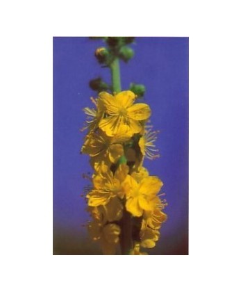AGRIMONY - ESENCIA FLORAL BACH/KORTE 15 ml.