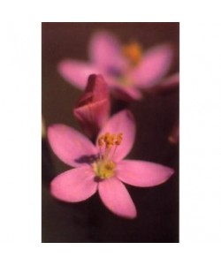 CENTAURY - ESENCIA FLORAL BACH/KORTE 15 ml.