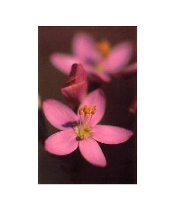CENTAURY - ESENCIA FLORAL BACH/KORTE 15 ml.