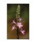 VERBAIN - ESENCIA FLORAL BACH/KORTE 15 ml.