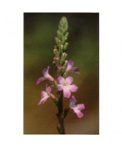 VERBAIN - ESENCIA FLORAL BACH/KORTE 15 ml.