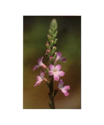 VERBAIN - ESENCIA FLORAL BACH/KORTE 15 ml.
