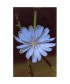 CHICORY - ESENCIA FLORAL BACH/KORTE 15 ml.