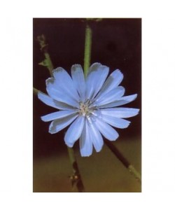 CHICORY - ESENCIA FLORAL BACH/KORTE 15 ml.