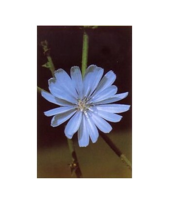 CHICORY - ESENCIA FLORAL BACH/KORTE 15 ml.