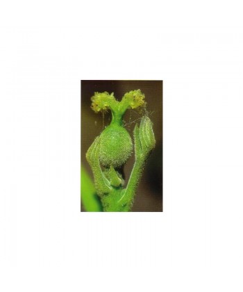 WALNUT - ESENCIA FLORAL BACH/KORTE 15 ml.