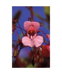 IMPATIENS - ESENCIA FLORAL BACH/KORTE 15 ml.