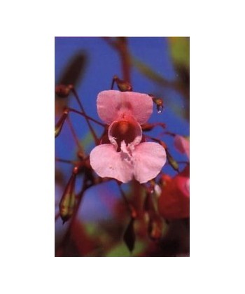 IMPATIENS - ESENCIA FLORAL BACH/KORTE 15 ml.