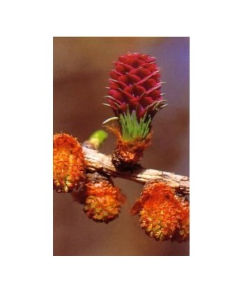 WALNUT - ESENCIA FLORAL BACH/KORTE 15 ml.