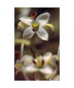 OLIVE - ESENCIA FLORAL BACH/KORTE 15 ml.