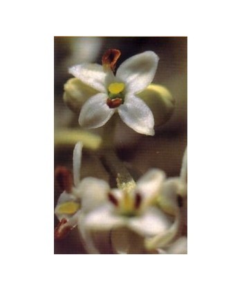 OLIVE - ESENCIA FLORAL BACH/KORTE 15 ml.