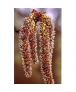 ASPEN - ESENCIA FLORAL BACH/KORTE 15 ml.