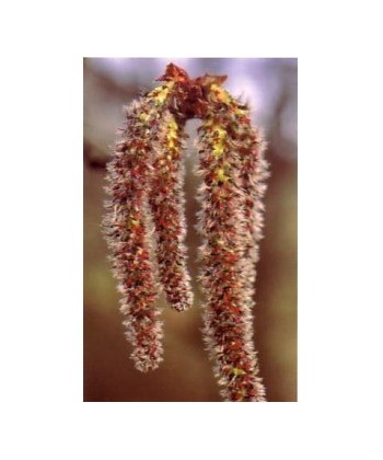 ASPEN - ESENCIA FLORAL BACH/KORTE 15 ml.