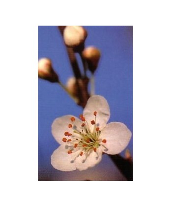 CHERRY PLUM - ESENCIA FLORAL BACH/KORTE 15 ml.