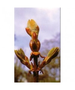 CHESTNUT BUD - ESENCIA FLORAL BACH/KORTE 15 ml.