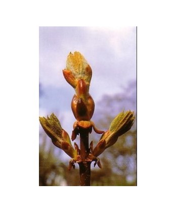 CHESTNUT BUD - ESENCIA FLORAL BACH/KORTE 15 ml.