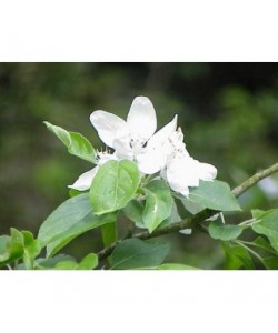 CRAB APPLE - ESENCIA FLORAL BACH/KORTE 15 ml.