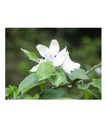 CRAB APPLE - ESENCIA FLORAL BACH/KORTE 15 ml.