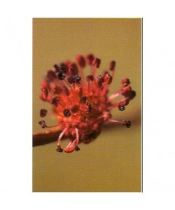 ELM - ESENCIA FLORAL BACH/KORTE 15 ml.