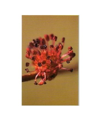 ELM - ESENCIA FLORAL BACH/KORTE 15 ml.