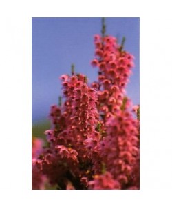 HEATHER - ESENCIA FLORAL BACH/KORTE 15 ml.