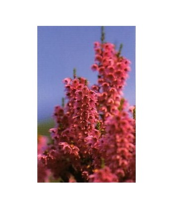 HEATHER - ESENCIA FLORAL BACH/KORTE 15 ml.