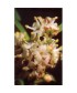 HOLLY - ESENCIA FLORAL BACH/KORTE 15 ml.