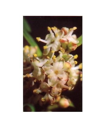 HOLLY - ESENCIA FLORAL BACH/KORTE 15 ml.