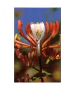 HONEYSUCKLE - ESENCIA FLORAL BACH/KORTE 15 ml.