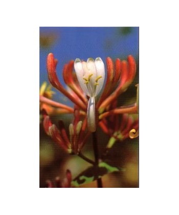 HONEYSUCKLE - ESENCIA FLORAL BACH/KORTE 15 ml.