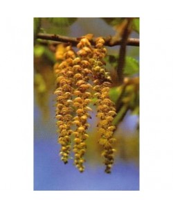 HORNBEAN - ESENCIA FLORAL BACH/KORTE 15 ml.