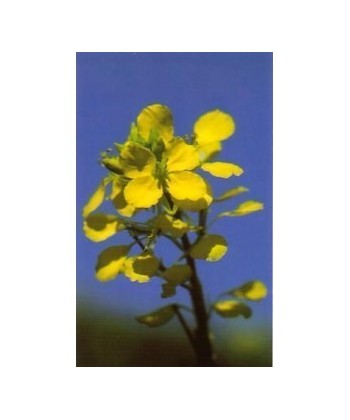 MUSTARD - ESENCIA FLORAL BACH/KORTE 15 ml.