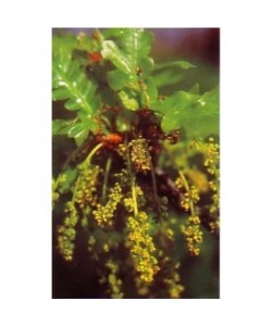 OAK - ESENCIA FLORAL BACH/KORTE 15 ml.