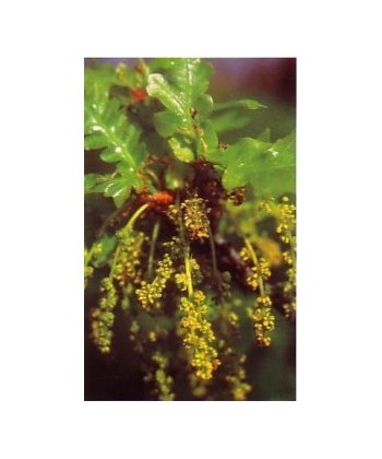 OAK - ESENCIA FLORAL BACH/KORTE 15 ml.