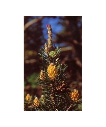 PINE - ESENCIA FLORAL BACH/KORTE 15 ml.