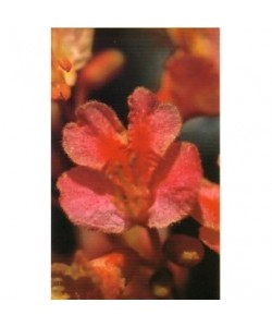 RED CHESTNUT - ESENCIA FLORAL BACH/KORTE 15 ml.