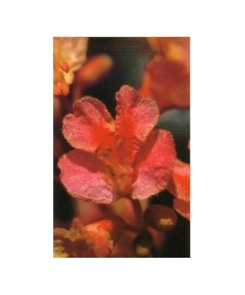 RED CHESTNUT - ESENCIA FLORAL BACH/KORTE 15 ml.