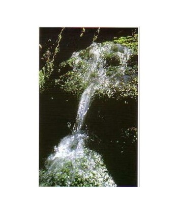 ROCK WATER - ESENCIA FLORAL BACH/KORTE 15 ml.