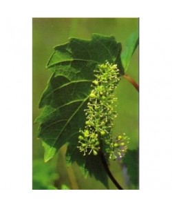 VINE VID - ESENCIA FLORAL BACH/KORTE 15 ml.