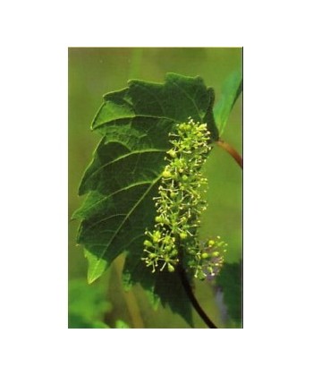 VINE VID - ESENCIA FLORAL BACH/KORTE 15 ml.