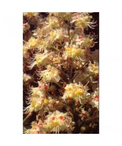 WHITE CHESNUT - ESENCIA FLORAL BACH/KORTE 15 ml.