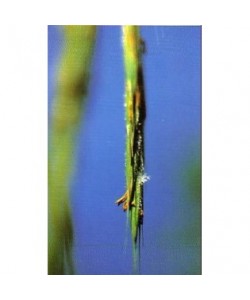 WILD OAT - ESENCIA FLORAL BACH/KORTE 15 ml.