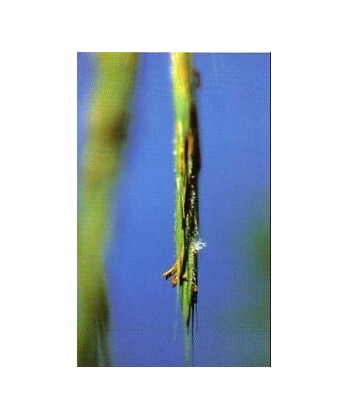 WILD OAT - ESENCIA FLORAL BACH/KORTE 15 ml.