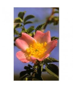 WILD ROSE - ESENCIA FLORAL BACH/KORTE 15 ml.