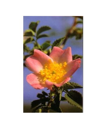 WILD ROSE - ESENCIA FLORAL BACH/KORTE 15 ml.